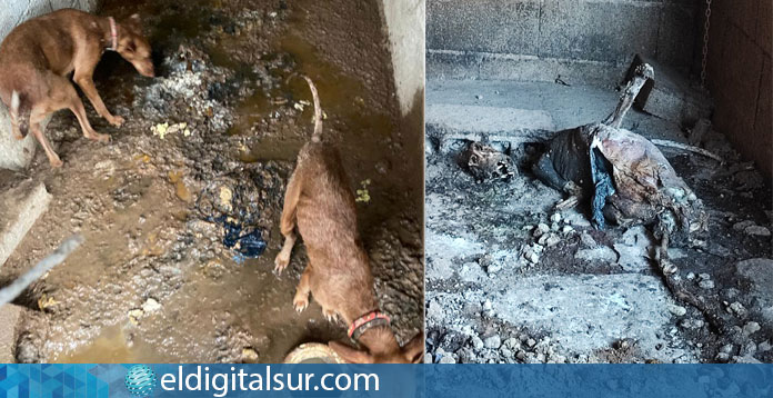 Denuncian maltrato animal a 33 perros en Tenerife
