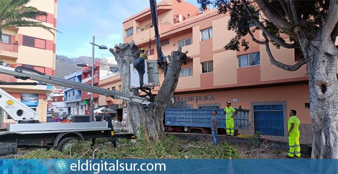 alan en Adeje un enorme árbol en el Casco Histórico