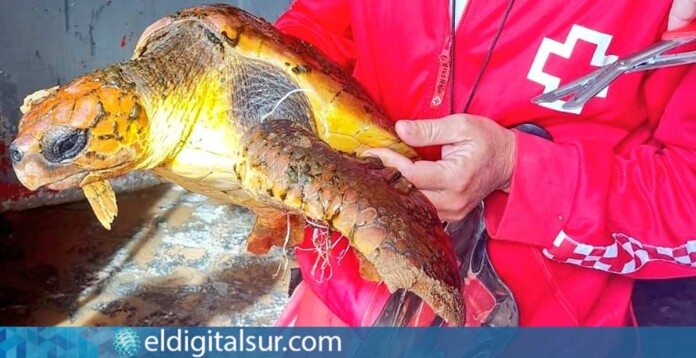 Salvan a una tortuga playa las teresitas