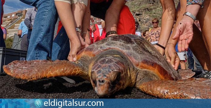 Tortugas grandes regresan a su hábitat natural en Tenerife