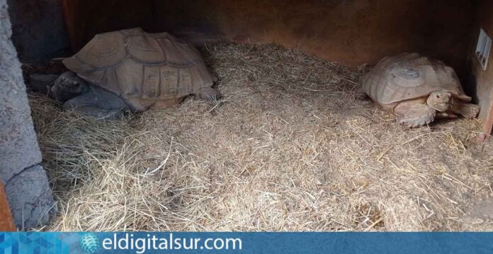 tortugas de espolones africanas